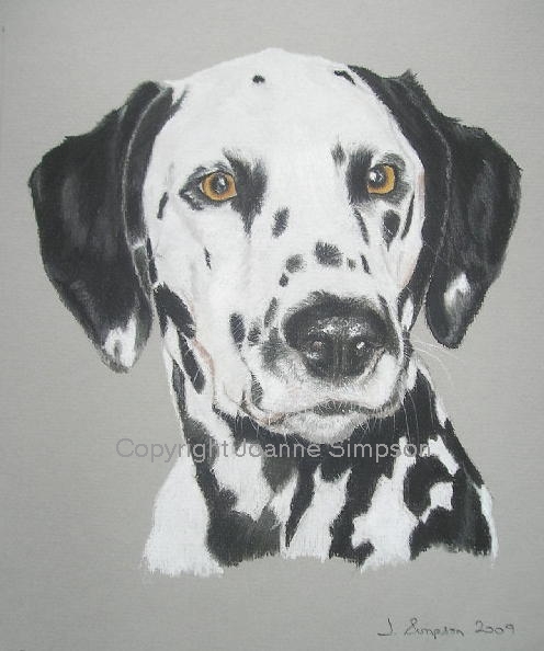 Dalmation pet portrait by Joanne Simpson